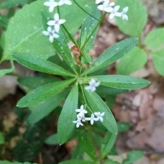 Waldmeister lose