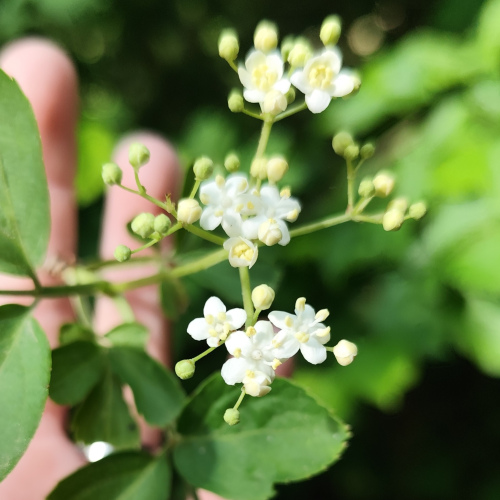 Holunder Blüten Lose