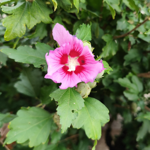 Hibiskus Blüten lose