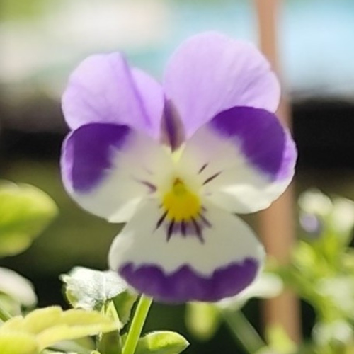 Veilchen-Blüten Mischung