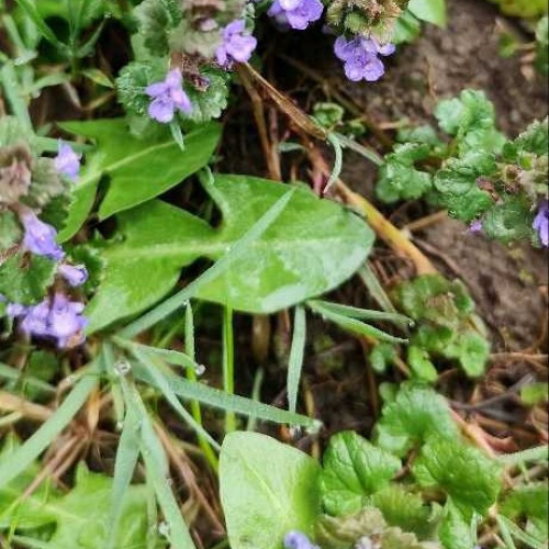 Gundermann Blüten/Blätter Lose